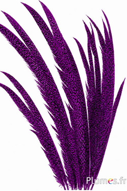 Fagiano dorato - 55-65 cm - viola-melanzana
